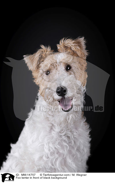 Foxterrier vor schwarzem Hintergrund / Fox terrier in front of black background / MW-14757