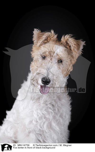 Fox terrier in front of black background / MW-14758