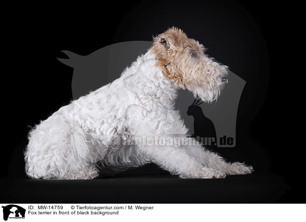 Foxterrier vor schwarzem Hintergrund / Fox terrier in front of black background / MW-14759