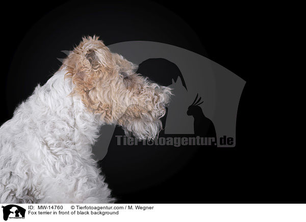 Fox terrier in front of black background / MW-14760
