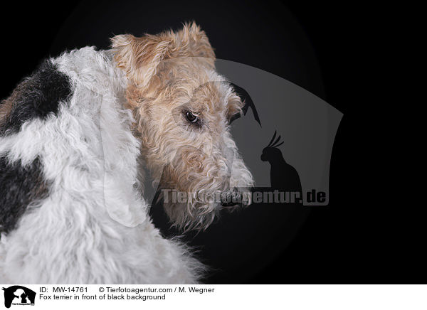 Foxterrier vor schwarzem Hintergrund / Fox terrier in front of black background / MW-14761