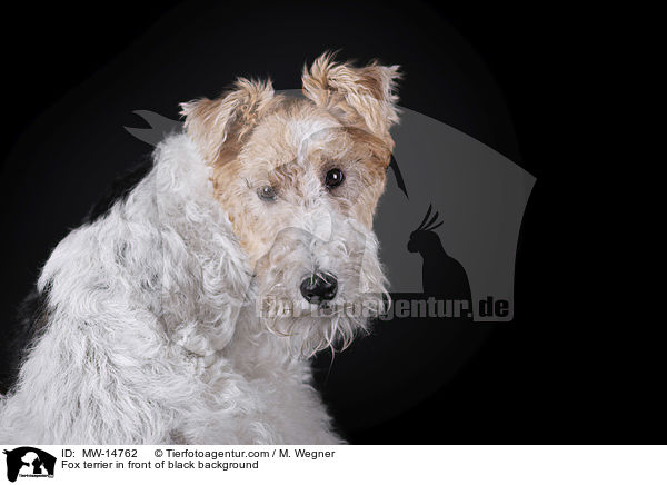 Fox terrier in front of black background / MW-14762