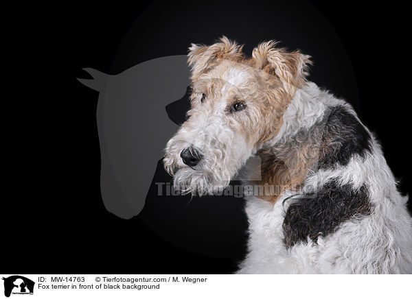 Fox terrier in front of black background / MW-14763