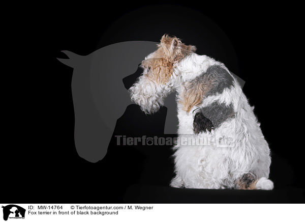 Fox terrier in front of black background / MW-14764