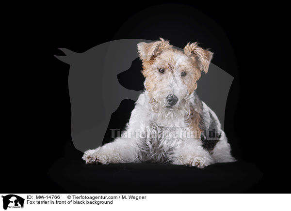 Fox terrier in front of black background / MW-14766