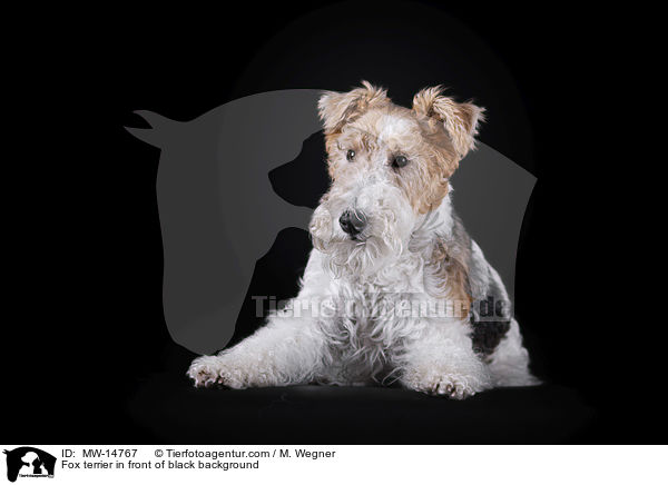 Fox terrier in front of black background / MW-14767