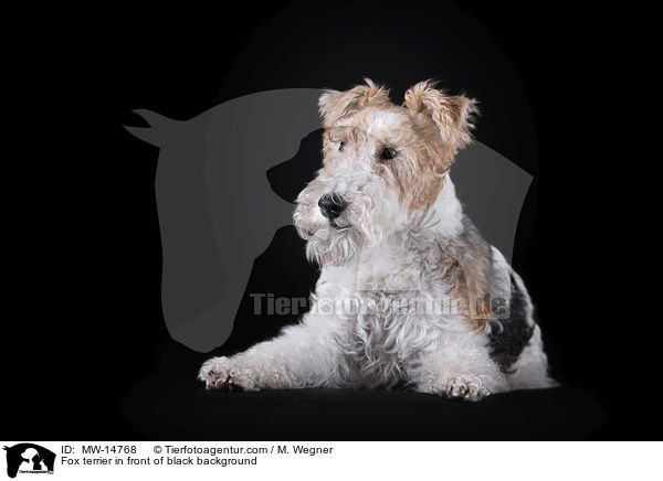 Fox terrier in front of black background / MW-14768