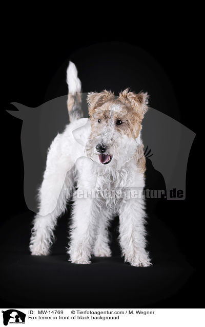 Fox terrier in front of black background / MW-14769
