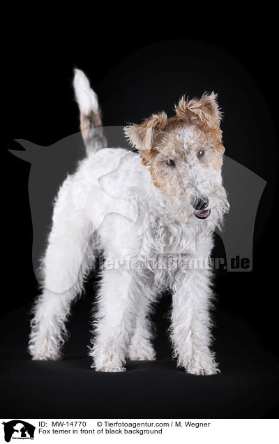 Foxterrier vor schwarzem Hintergrund / Fox terrier in front of black background / MW-14770