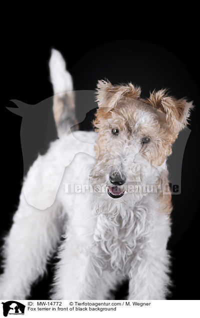 Fox terrier in front of black background / MW-14772