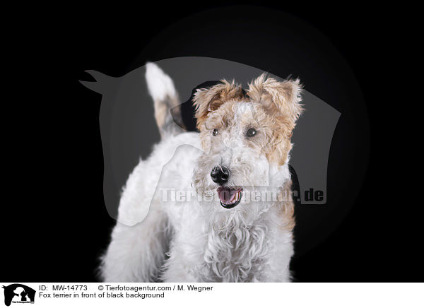 Foxterrier vor schwarzem Hintergrund / Fox terrier in front of black background / MW-14773