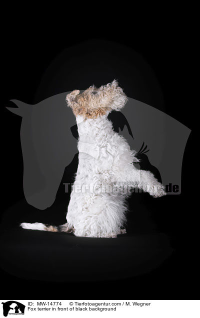 Fox terrier in front of black background / MW-14774