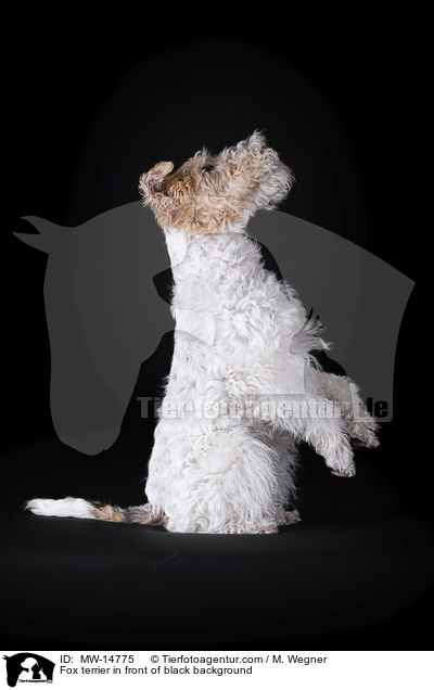 Foxterrier vor schwarzem Hintergrund / Fox terrier in front of black background / MW-14775