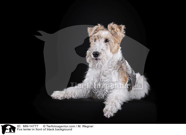 Fox terrier in front of black background / MW-14777