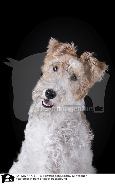 Foxterrier vor schwarzem Hintergrund / Fox terrier in front of black background / MW-14778