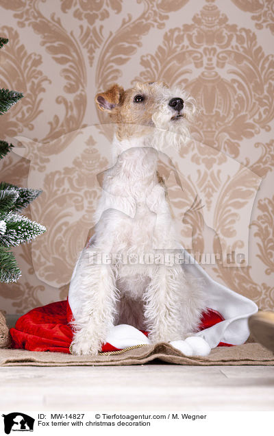 Fox terrier with christmas decoration / MW-14827