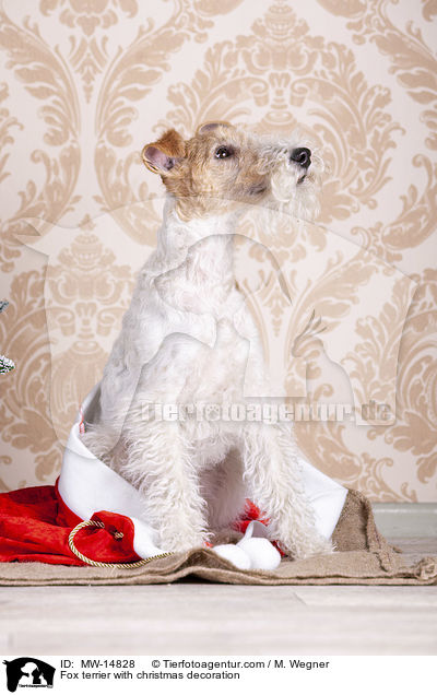 Foxterrier mit Weihnachtsdekoration / Fox terrier with christmas decoration / MW-14828