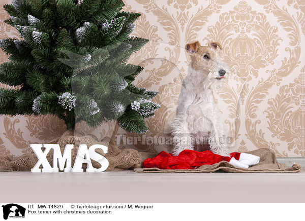 Fox terrier with christmas decoration / MW-14829