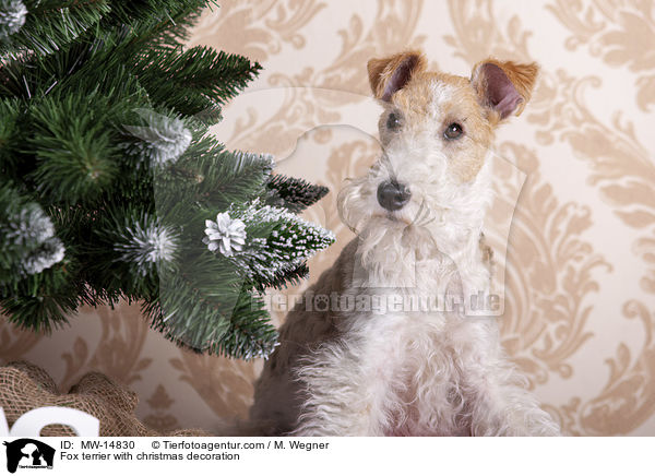 Fox terrier with christmas decoration / MW-14830