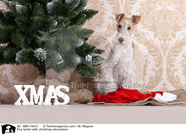 Fox terrier with christmas decoration / MW-14831