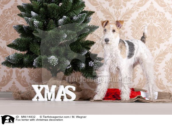 Fox terrier with christmas decoration / MW-14832