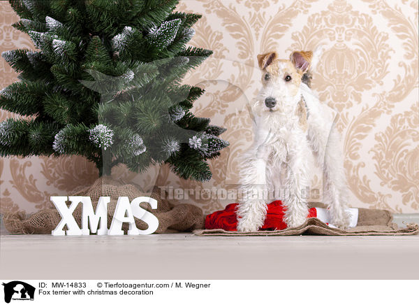 Fox terrier with christmas decoration / MW-14833
