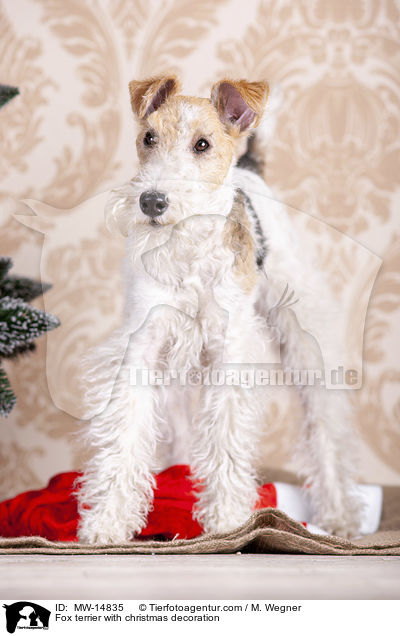 Fox terrier with christmas decoration / MW-14835