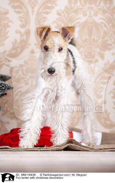Foxterrier mit Weihnachtsdekoration / Fox terrier with christmas decoration / MW-14836