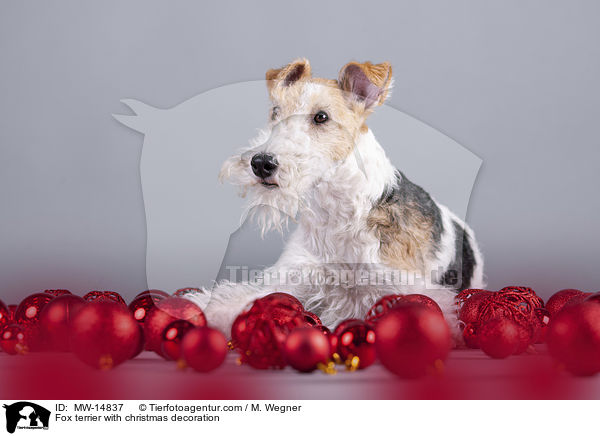 Fox terrier with christmas decoration / MW-14837