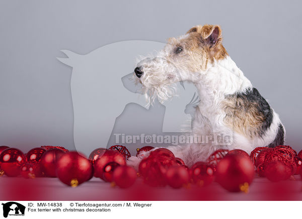 Fox terrier with christmas decoration / MW-14838