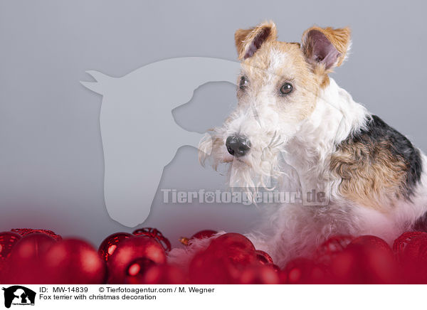Fox terrier with christmas decoration / MW-14839