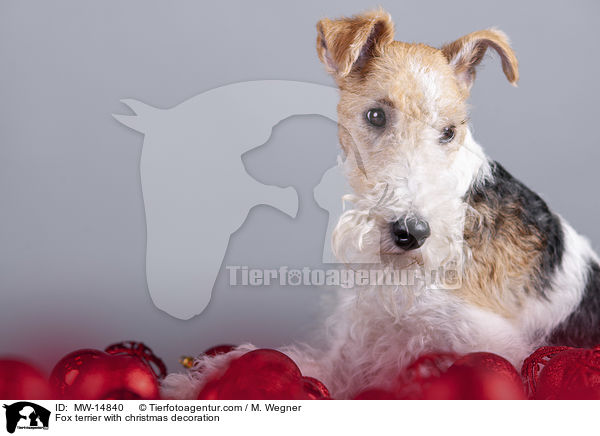 Fox terrier with christmas decoration / MW-14840