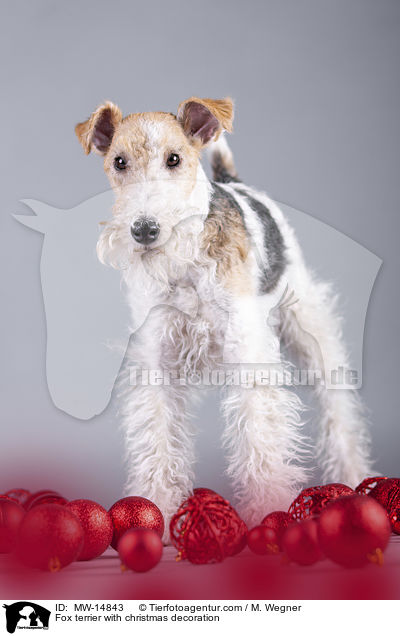 Foxterrier mit Weihnachtsdekoration / Fox terrier with christmas decoration / MW-14843