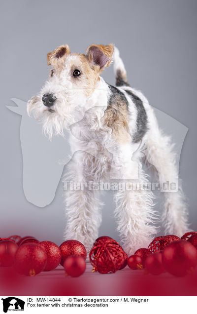 Fox terrier with christmas decoration / MW-14844