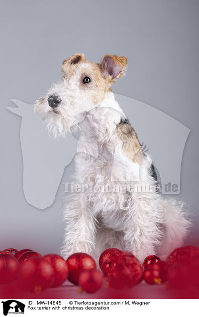 Fox terrier with christmas decoration / MW-14845