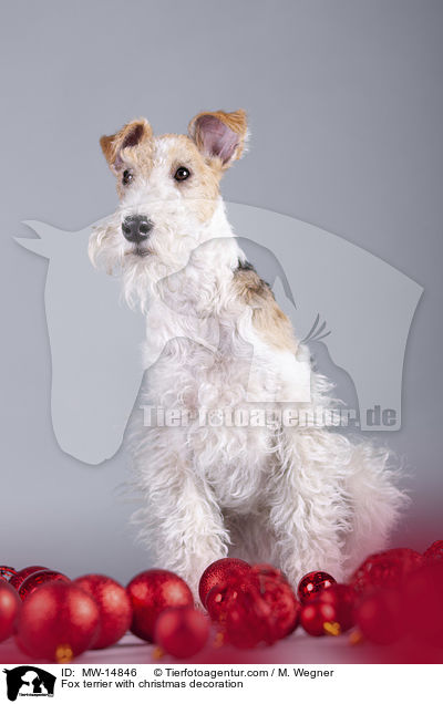 Foxterrier mit Weihnachtsdekoration / Fox terrier with christmas decoration / MW-14846