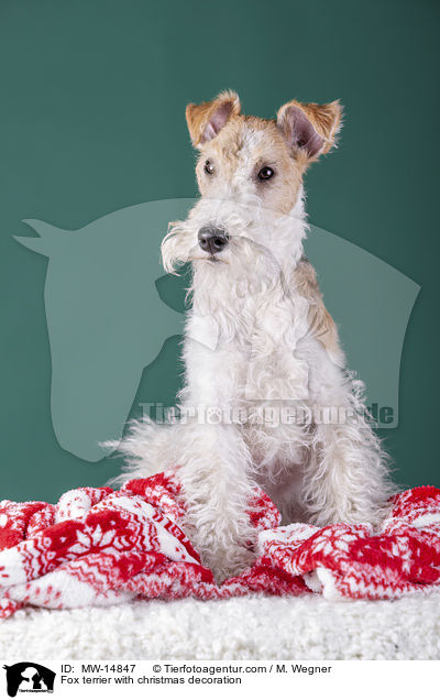 Fox terrier with christmas decoration / MW-14847