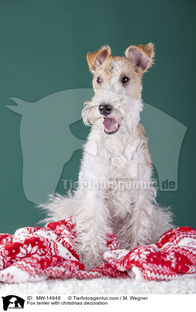 Fox terrier with christmas decoration / MW-14848