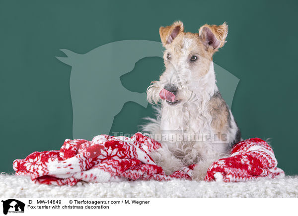 Fox terrier with christmas decoration / MW-14849