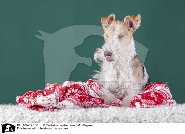 Fox terrier with christmas decoration / MW-14850