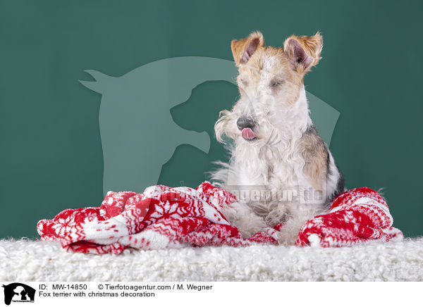 Foxterrier mit Weihnachtsdekoration / Fox terrier with christmas decoration / MW-14850