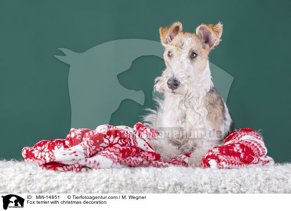 Fox terrier with christmas decoration / MW-14851