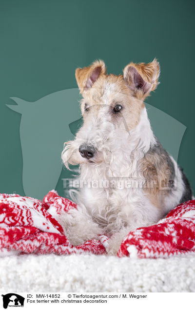 Fox terrier with christmas decoration / MW-14852