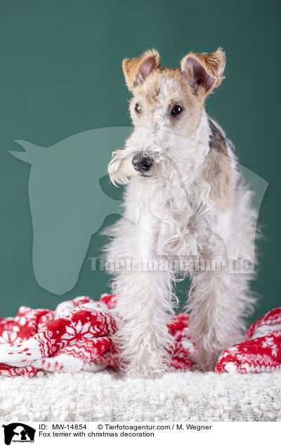 Fox terrier with christmas decoration / MW-14854