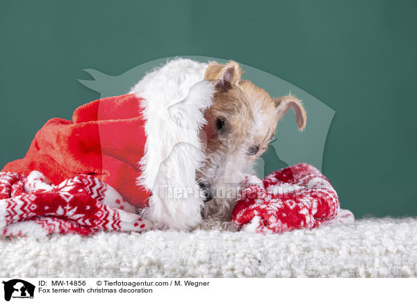 Foxterrier mit Weihnachtsdekoration / Fox terrier with christmas decoration / MW-14856