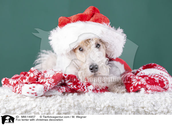 Fox terrier with christmas decoration / MW-14857