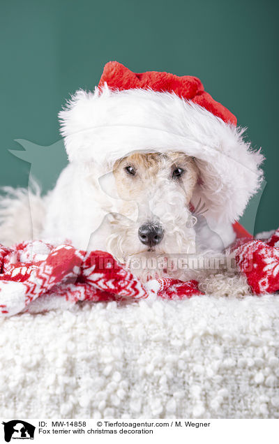Fox terrier with christmas decoration / MW-14858