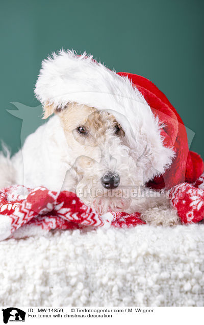 Fox terrier with christmas decoration / MW-14859