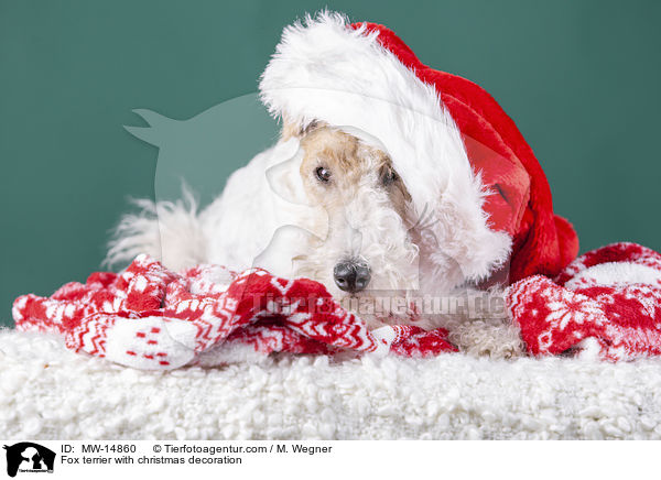 Foxterrier mit Weihnachtsdekoration / Fox terrier with christmas decoration / MW-14860