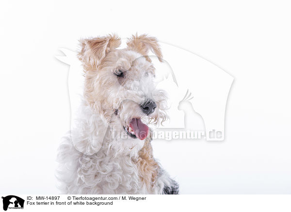 Foxterrier vor weiem Hintergrund / Fox terrier in front of white background / MW-14897